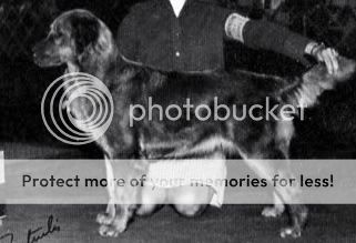 Dog picture