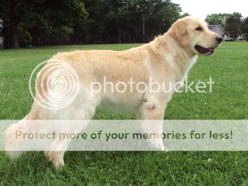 Dog picture