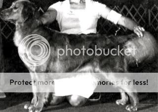 Dog picture