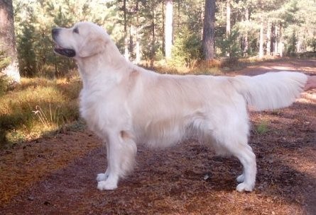 Dog picture