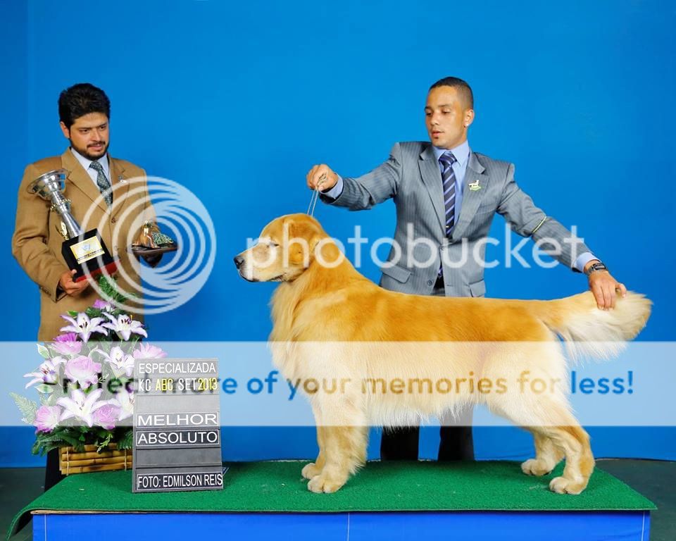Dog picture