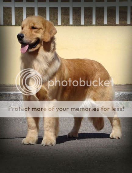 Dog picture