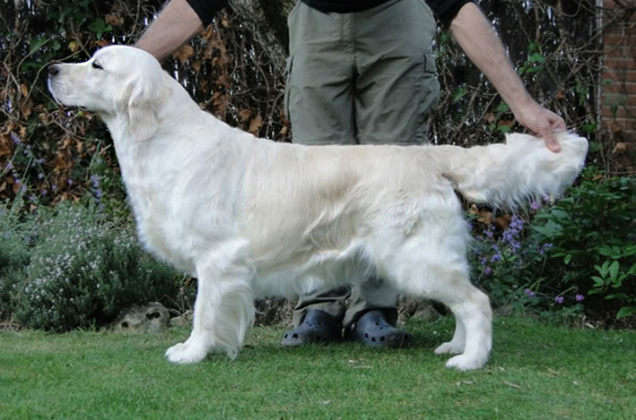 Dog picture