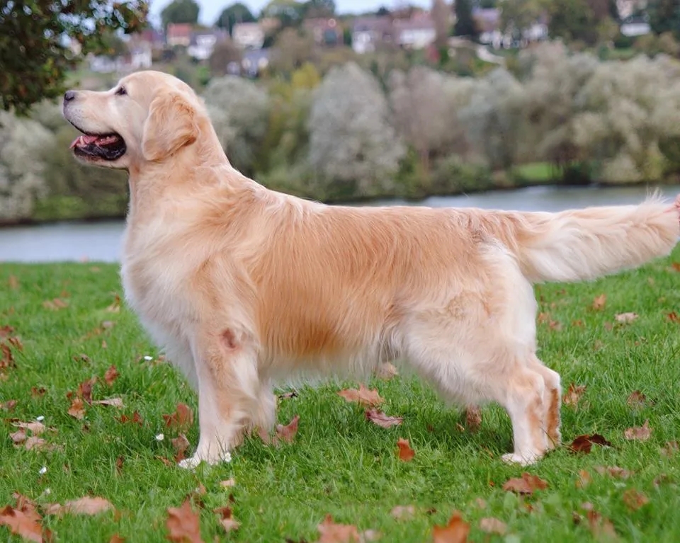 Dog picture