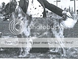 Dog picture