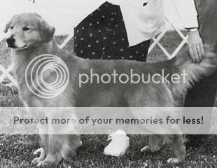 Dog picture