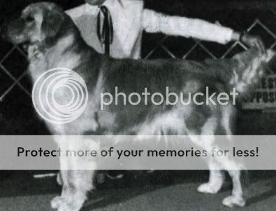 Dog picture