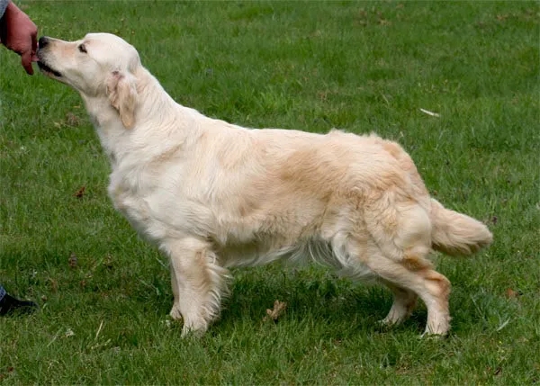 Dog picture
