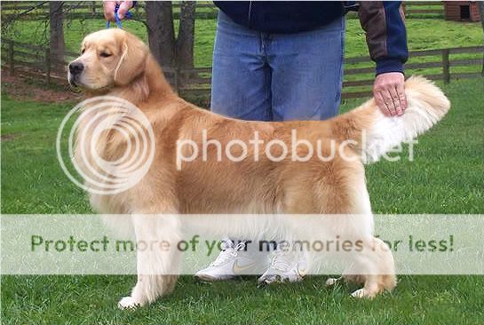 Dog picture