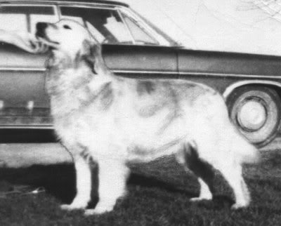 Dog picture