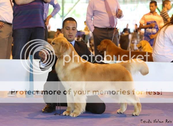 Dog picture
