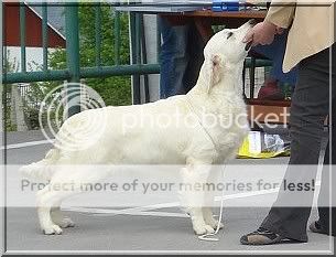 Dog picture