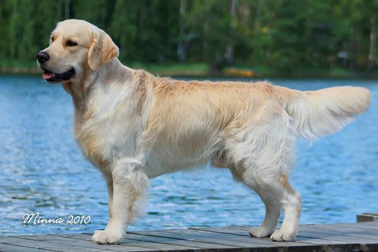 Dog picture