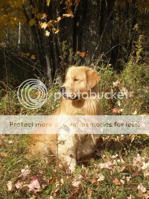 Dog picture