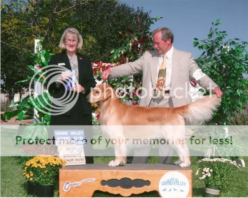 Dog picture