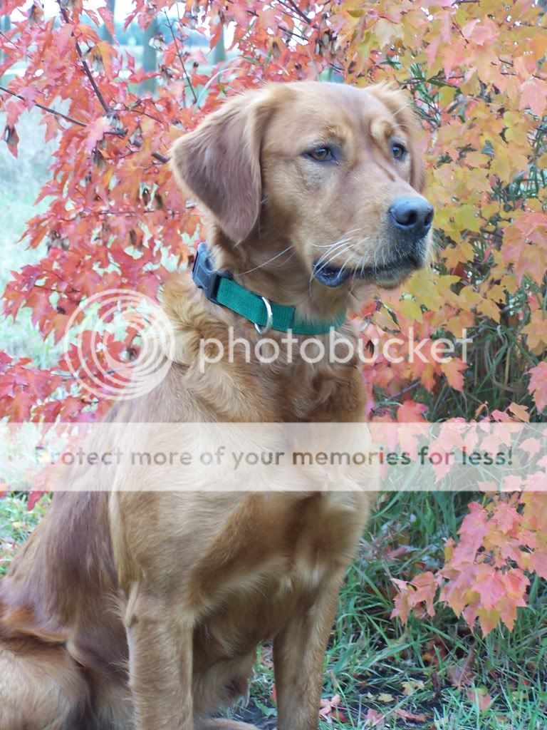Dog picture