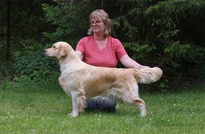 Dog picture