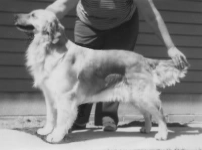 Dog picture
