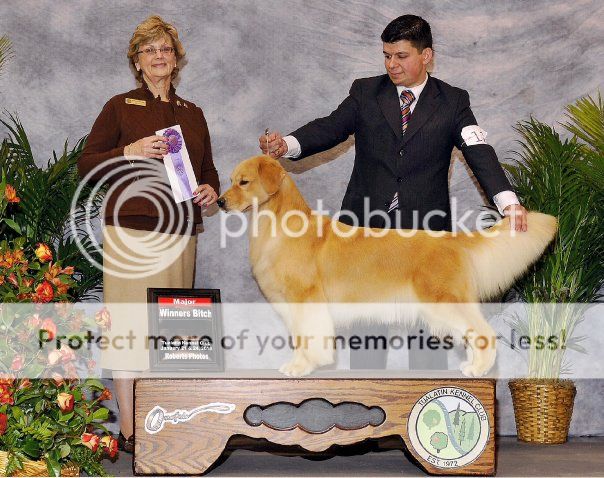 Dog picture
