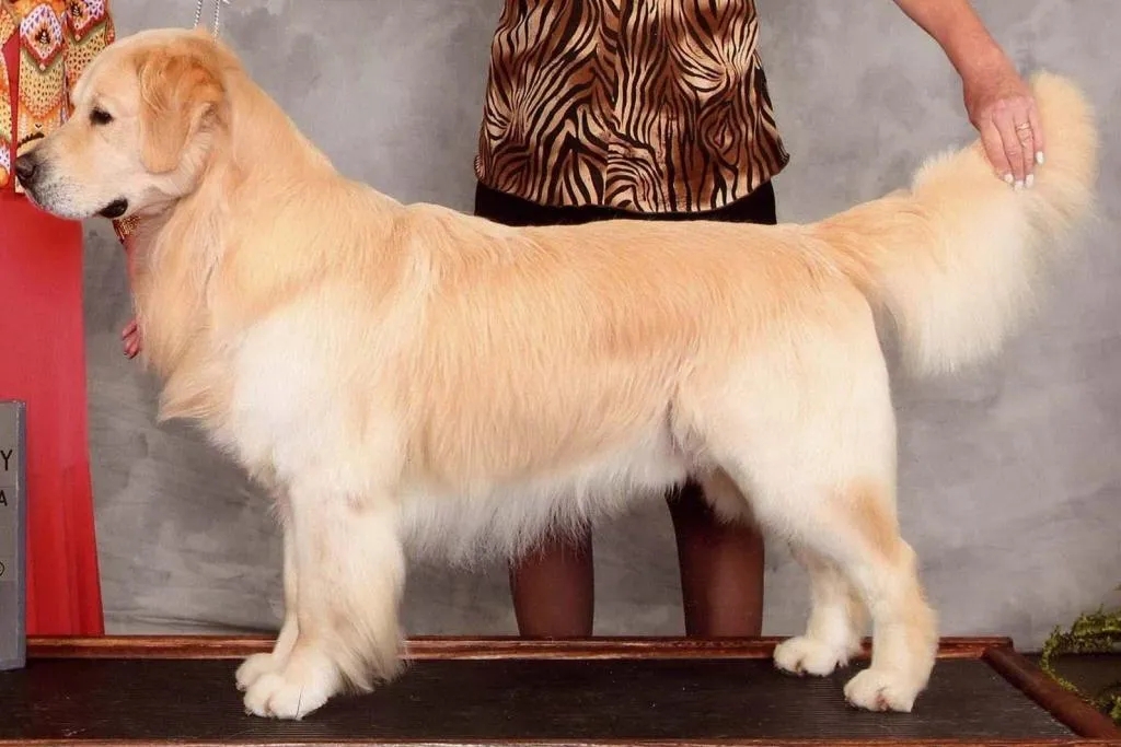 Dog picture