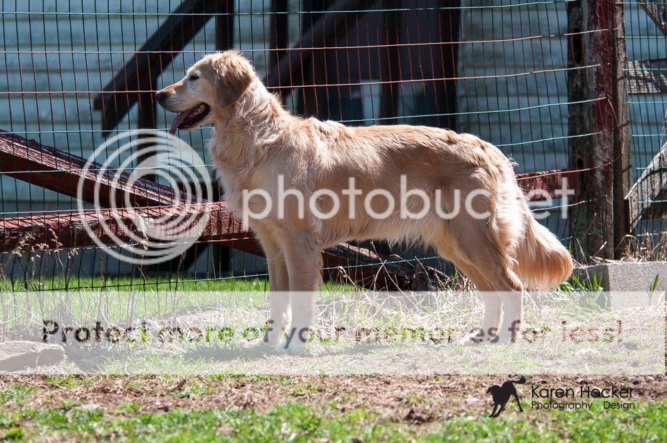 Dog picture