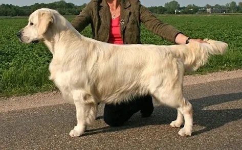 Dog picture