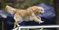 Dog picture