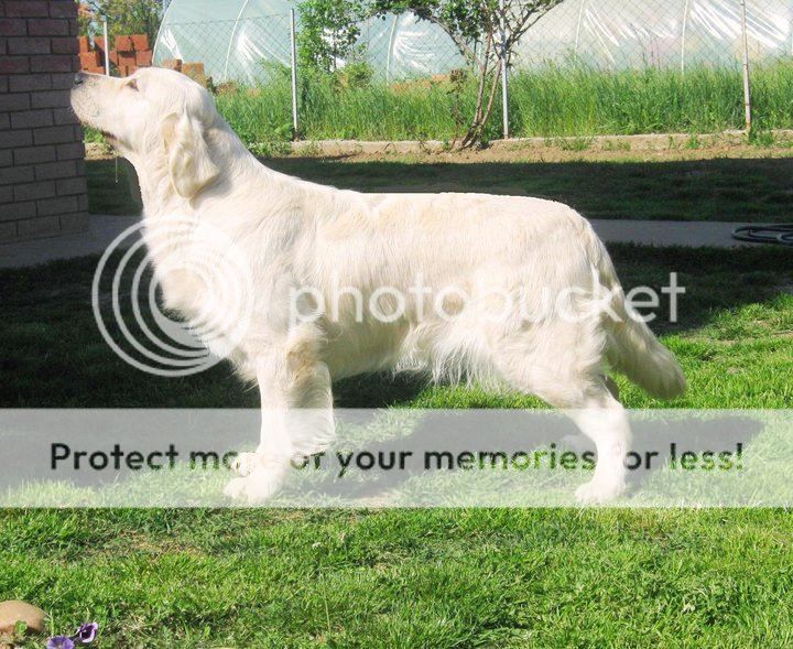 Dog picture
