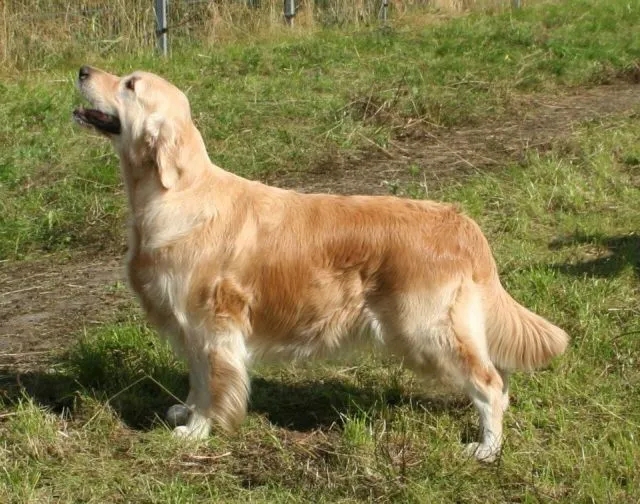 Dog picture