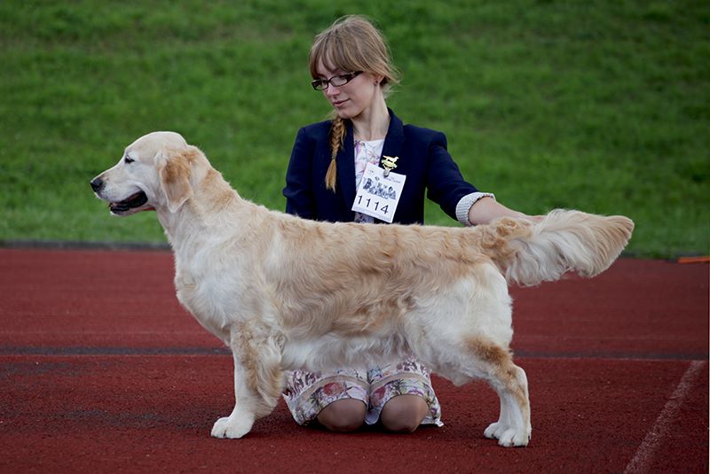 Dog picture