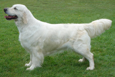 Dog picture