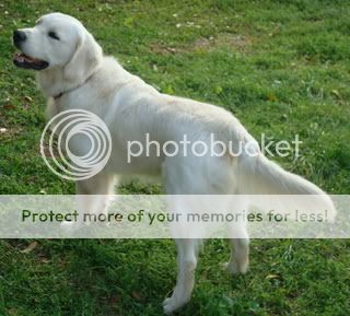Dog picture