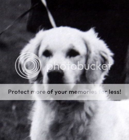 Dog picture