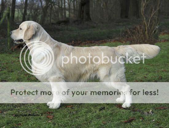 Dog picture