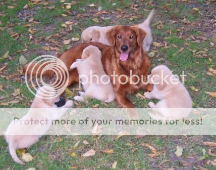Dog picture