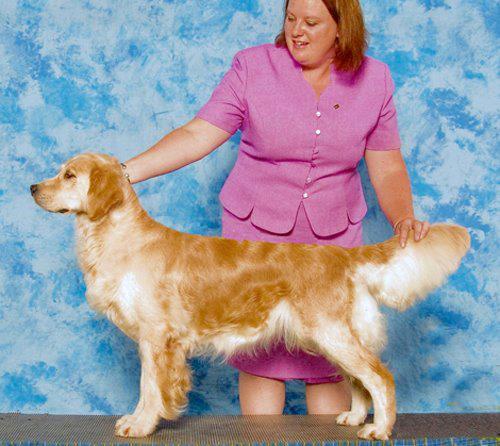 Dog picture