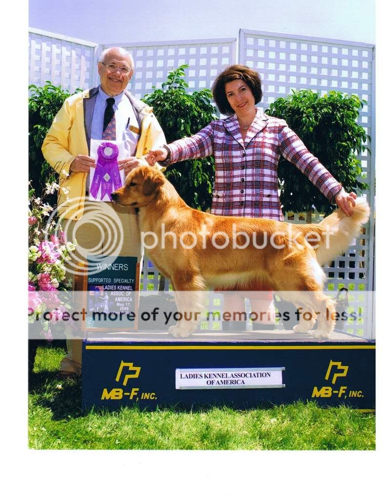 Dog picture