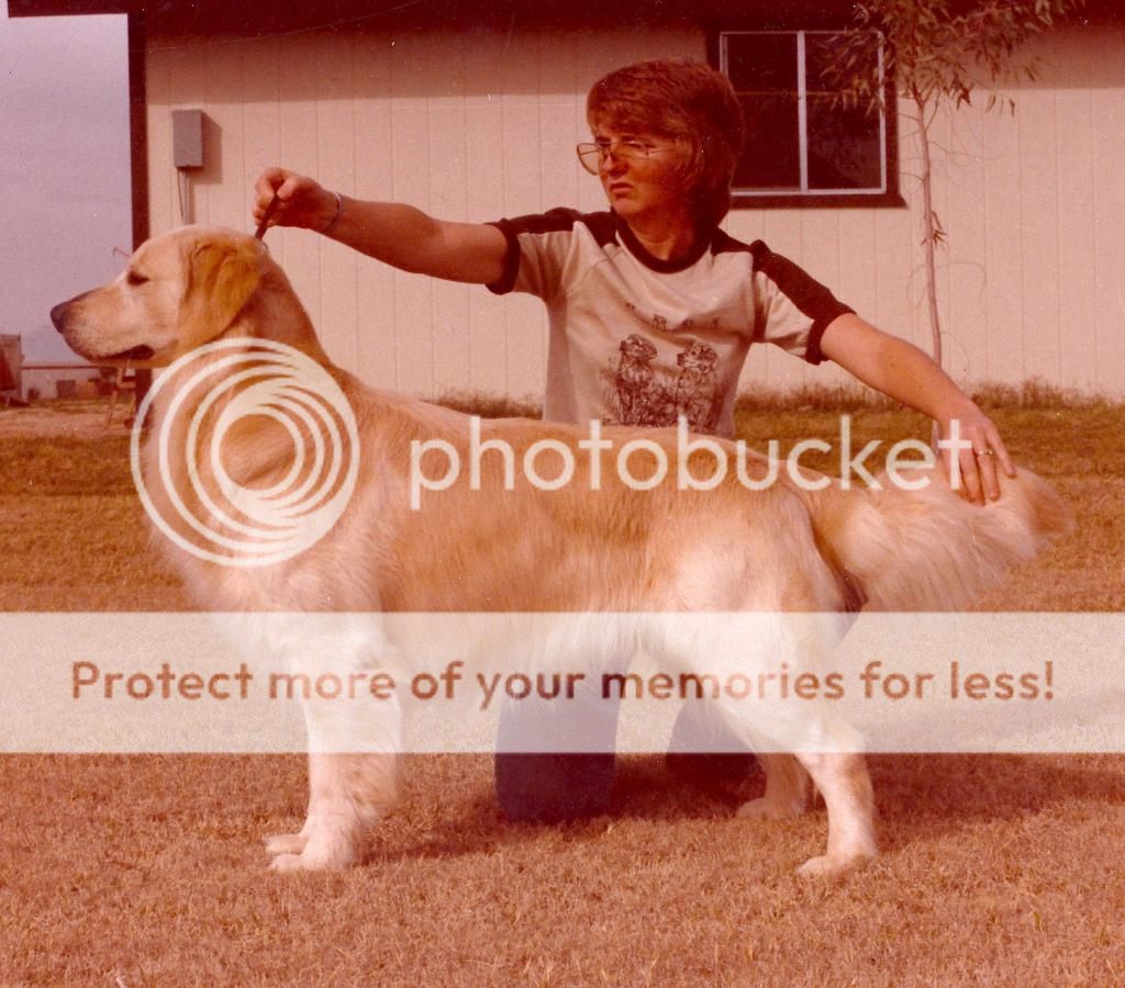 Dog picture