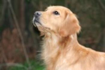Dog picture