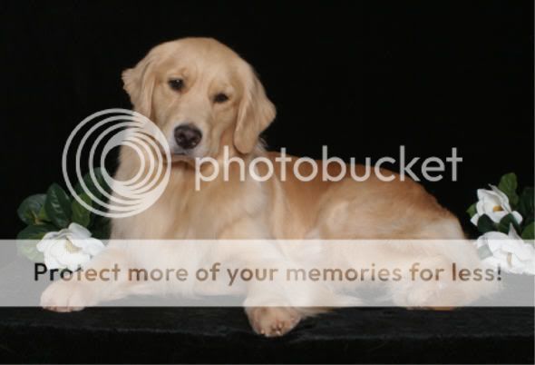 Dog picture