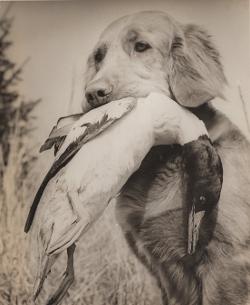 Dog picture