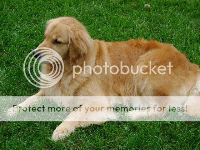 Dog picture