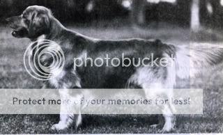 Dog picture