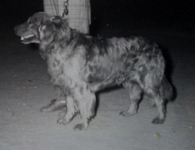 Dog picture