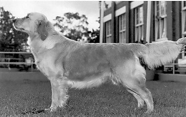 Dog picture