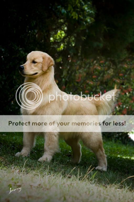 Dog picture