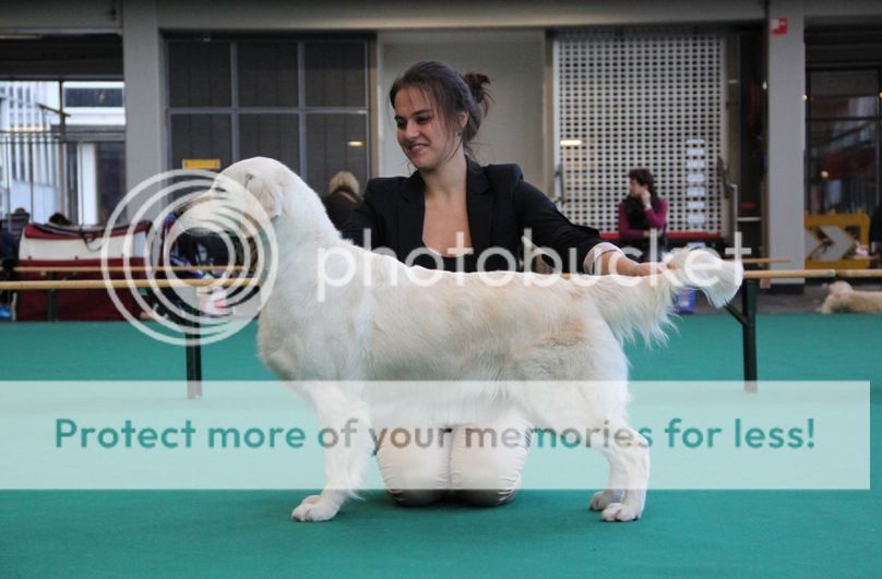 Dog picture