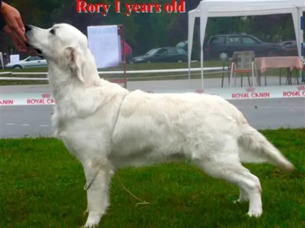 Dog picture