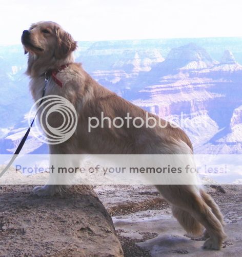Dog picture