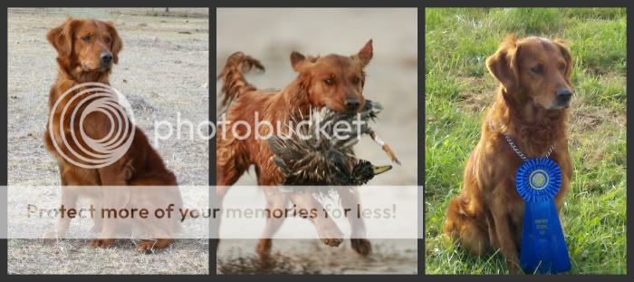 Dog picture